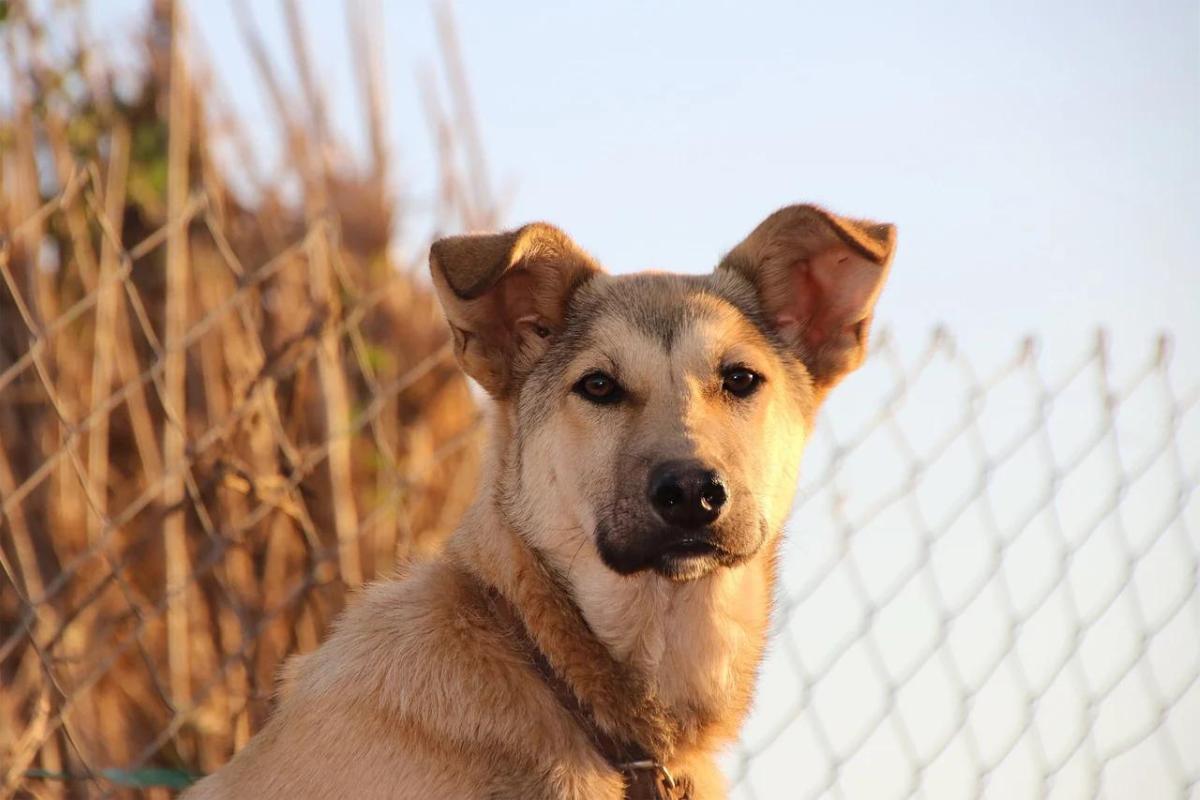 ¿Cuánto vive un perro?