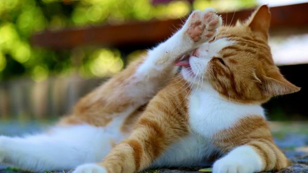 Lo que tu gato intenta decirte: señales silenciosas de estrés que no debes ignorar (y cómo ayudarlo) - Las señales ocultas de estrés en gatos que la mayoría de tutores ignoran