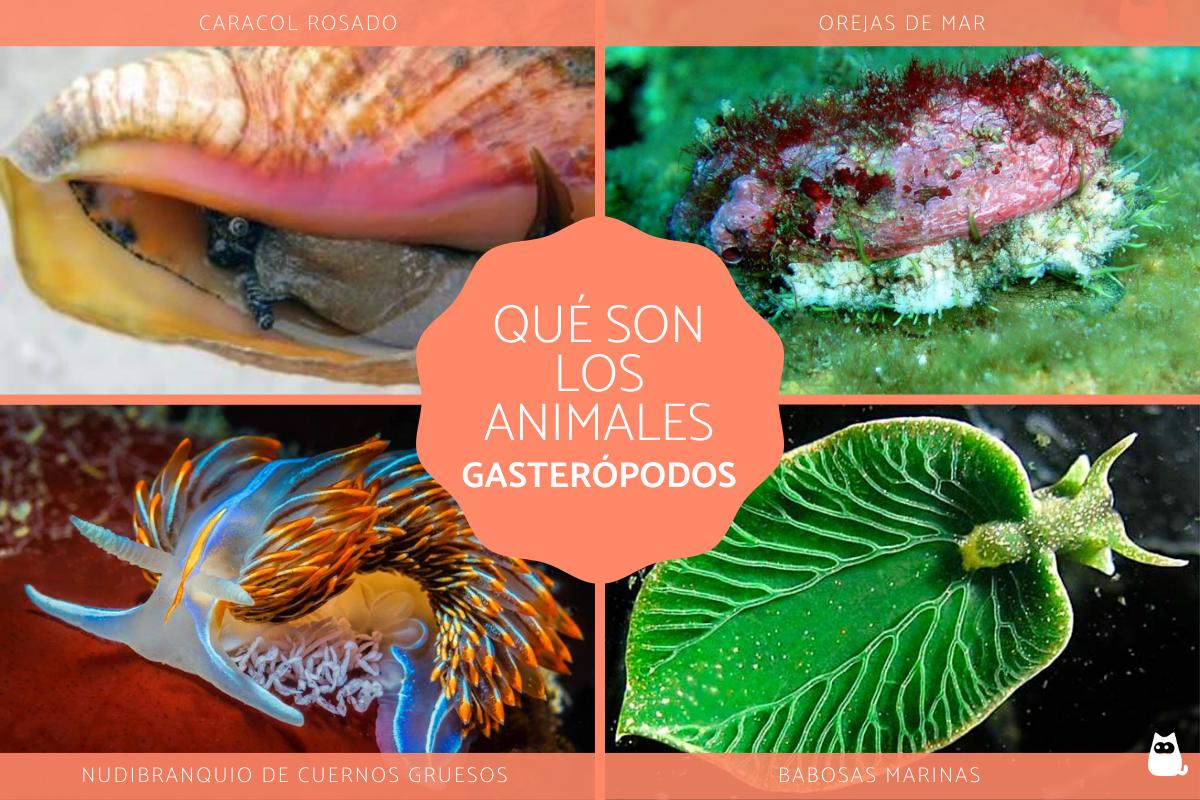 Gasterópodos - Qué son, características y ejemplos.