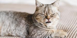 La razón por la que tu gato no deja de estornudar ahora que ha llegado la primavera (y cuándo deberías preocuparte)