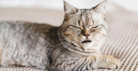 La razón por la que tu gato no deja de estornudar ahora que ha llegado la primavera (y cuándo deberías preocuparte)