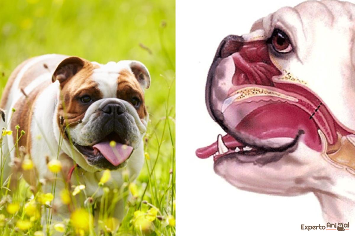 Razas de perros braquicéfalos