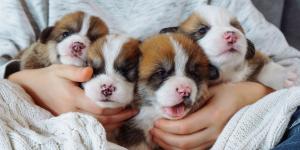 Dar, adoptar o vender cachorros antes de los 2 meses está prohibido: estas son las sanciones según la ley