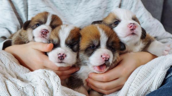 Dar, adoptar o vender cachorros antes de los 2 meses está prohibido: estas son las sanciones según la ley
