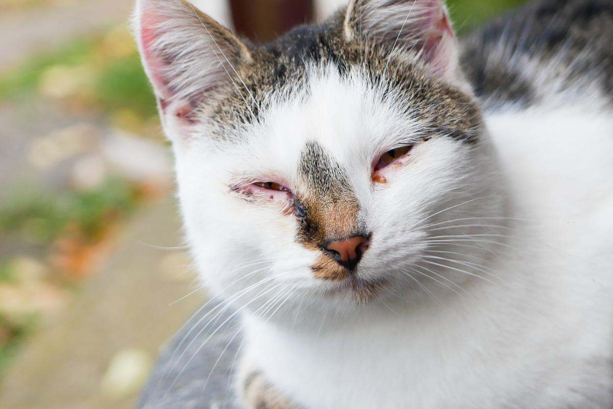 Mi gato tiene legañas marrones: causas y qué hacer