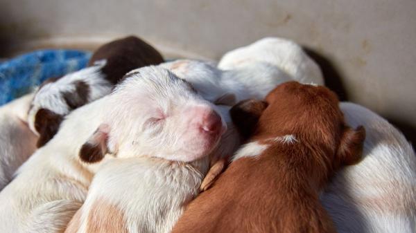 Dar, adoptar o vender cachorros antes de los 2 meses está prohibido: estas son las sanciones según la ley - Multas de hasta 200.000 euros por incumplir la ley