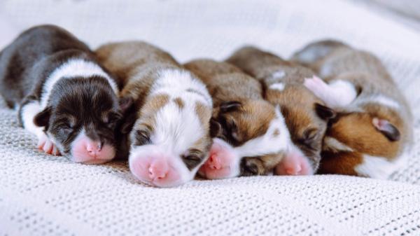 Dar, adoptar o vender cachorros antes de los 2 meses está prohibido: estas son las sanciones según la ley - Separar a un cachorro de su madre antes de los 2 meses tiene consecuencias