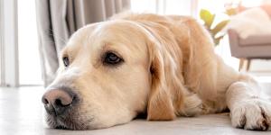 Alba Pérez, veterinaria: “Cuando las glándulas anales de los perros no se vacían bien, pueden reventarse y causar mucho dolor”