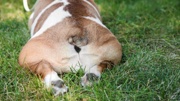 Alba Pérez, veterinaria: “Cuando las glándulas anales de los perros no se vacían bien, pueden reventarse y causar mucho dolor” - Así se vacían las glándulas anales de un perro correctamente