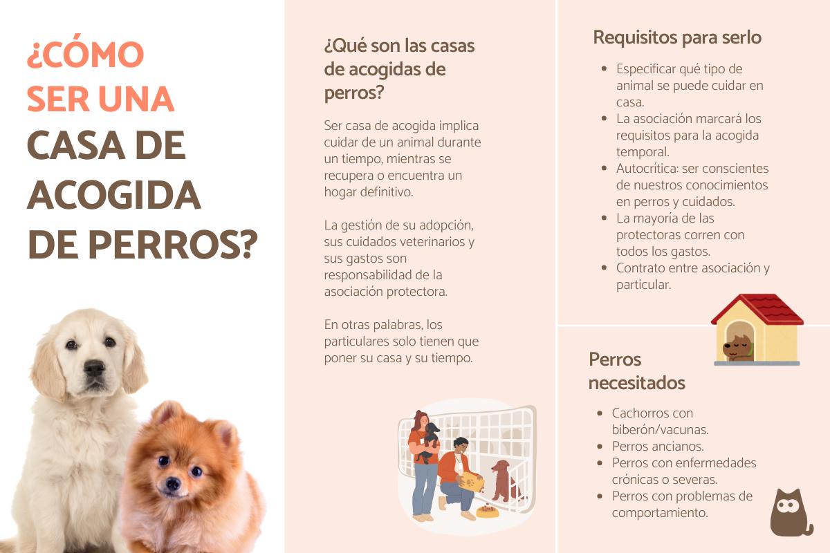 ¿Cómo ser casa de acogida de perros?