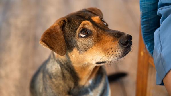 Alba Pérez, veterinaria: “Cuando las glándulas anales de los perros no se vacían bien, pueden reventarse y causar mucho dolor” - Las señales que indican que las glándulas anales no se están vaciando bien