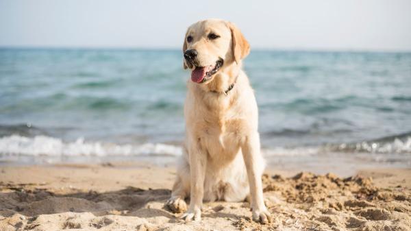 María Vetican, veterinaria: “Muchos perros se deshidratan en la playa por beber agua del mar” - Cómo afecta el calor extremo a los perros y qué señales de alerta debes vigilar