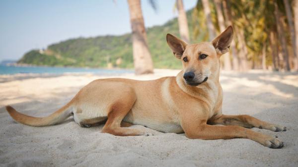 María Vetican, veterinaria: “Muchos perros se deshidratan en la playa por beber agua del mar” - Los cuidados básicos antes y durante la jornada de playa