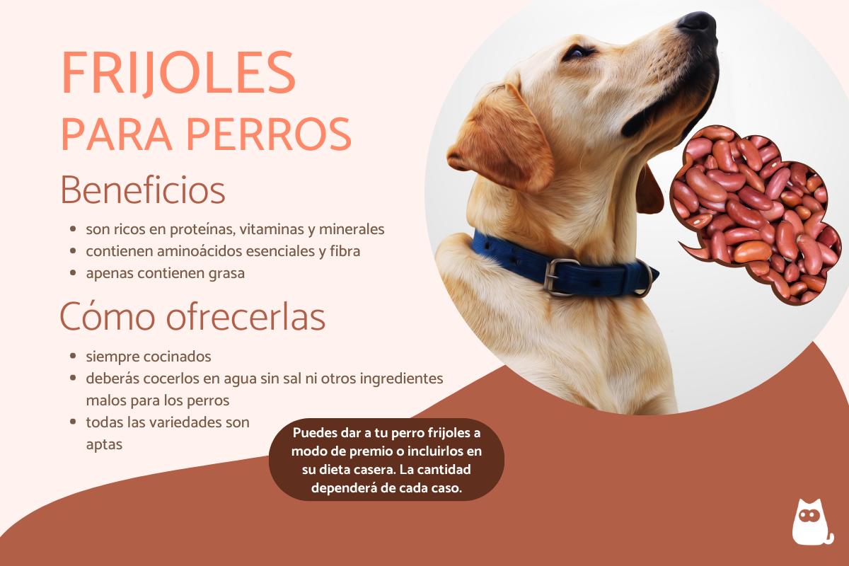 ¿Los perros pueden comer frijoles?
