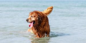 María Vetican, veterinaria: “Muchos perros se deshidratan en la playa por beber agua del mar”