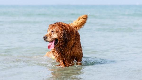 María Vetican, veterinaria: “Muchos perros se deshidratan en la playa por beber agua del mar”