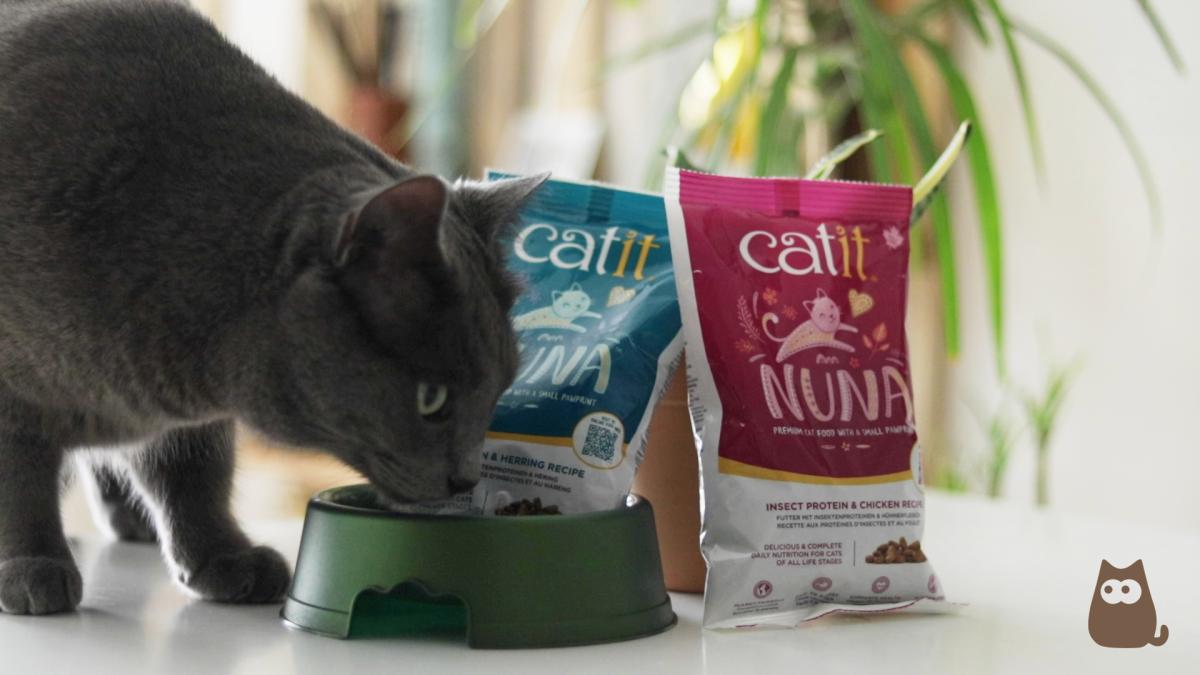 Beneficios de la proteína a base de insectos para los gatos y para el planeta