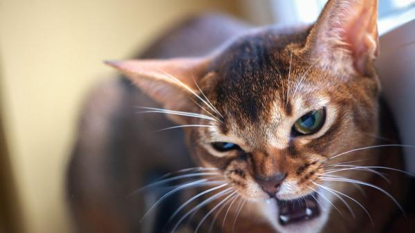 La pequeña señal que muchos pasan por alto: “Ese mordisco suave de tu gato no siempre es cariño, puede estar pidiéndote espacio” - La advertencia de los veterinarios si tu gato te muerde suavemente: no lo castigues