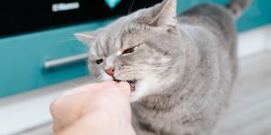 La pequeña señal que muchos pasan por alto: “Ese mordisco suave de tu gato no siempre es cariño, puede estar pidiéndote espacio”