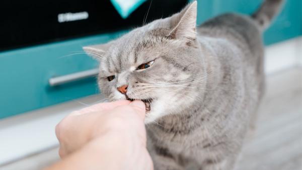 La pequeña señal que muchos pasan por alto: “Ese mordisco suave de tu gato no siempre es cariño, puede estar pidiéndote espacio”
