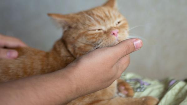 Los veterinarios coinciden: si tu gato te muerde, intenta decirte algo - Los mordisquitos también pueden ser una muestra de afecto