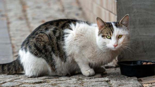 Hasta dos años de prisión por golpear o matar a un gato callejero: así castiga la ley el maltrato a las colonias felinas - Así ha evolucionado la protección legal de los animales en España