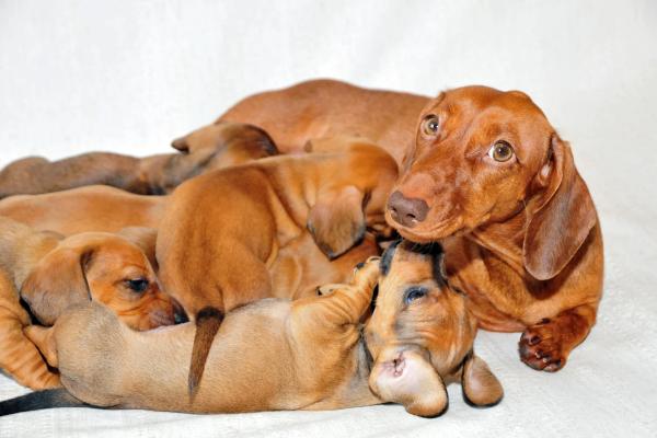Comportamiento de la perra después del parto - Comportamiento de la perra con sus cachorros