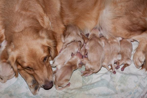Comportamiento de la perra después del parto