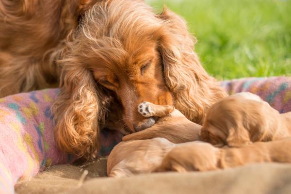 Comportamiento de la perra después del parto - Comportamiento normal de la perra después del parto