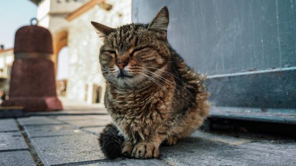 Hasta dos años de prisión por golpear o matar a un gato callejero: así castiga la ley el maltrato a las colonias felinas - Golpear o matar a un gato callejero puede acabar con pena de prisión según el Código Penal