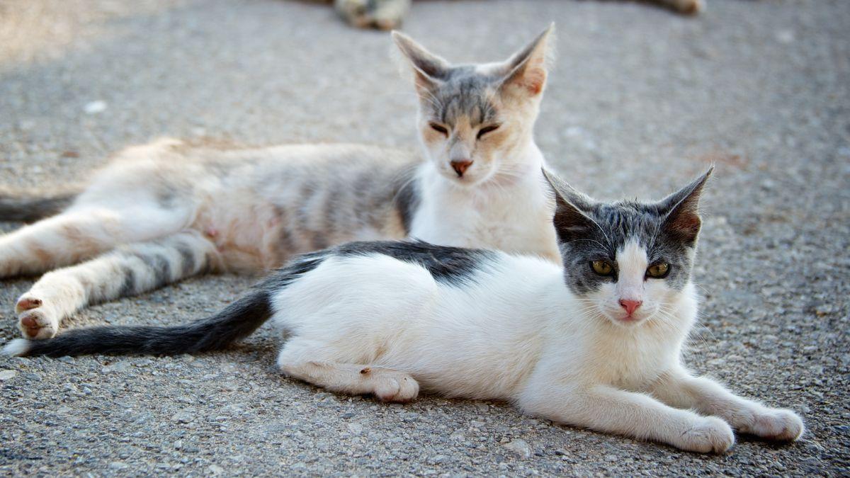 Hasta dos años de prisión por golpear o matar a un gato callejero: así castiga la ley el maltrato a las colonias felinas