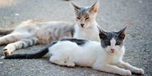 Hasta dos años de prisión por golpear o matar a un gato callejero: así castiga la ley el maltrato a las colonias felinas