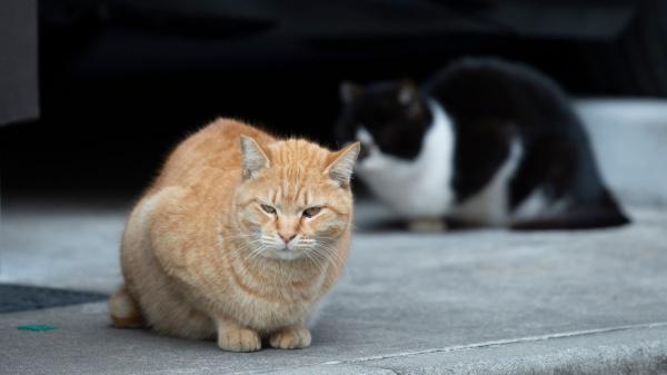 Hasta dos años de prisión por golpear o matar a un gato callejero: así castiga la ley el maltrato a las colonias felinas - La Ley de Bienestar Animal también establece multas contra quien mate a un gato callejero