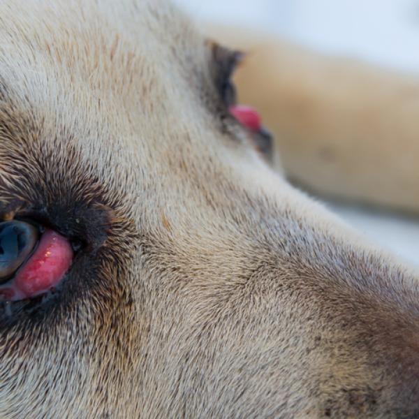 por qué se me sale el ojo de mi perro