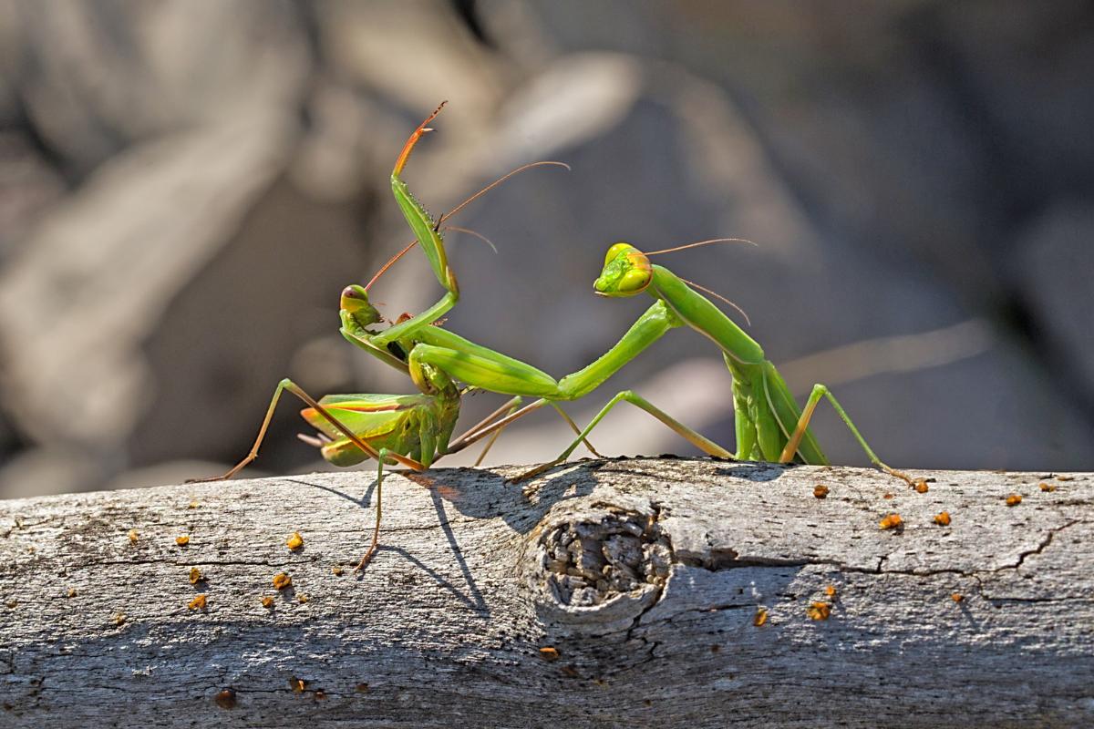 ¿Cómo es el apareamiento de la mantis religiosa?