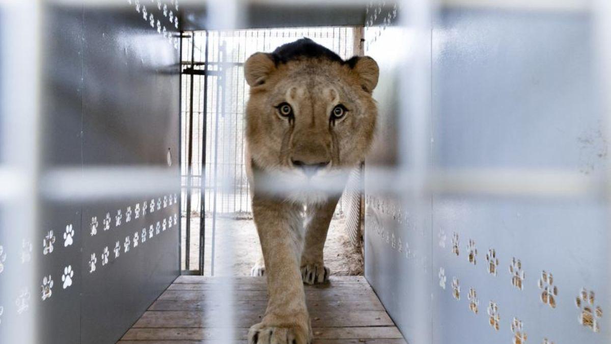 Despliegan un operativo para trasladar 30 grandes felinos desde Argentina a santuarios de EE.UU. y Sudáfrica tras años de cautiverio