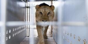 Despliegan un operativo para trasladar 30 grandes felinos desde Argentina a santuarios de EE.UU. y Sudáfrica tras años de cautiverio