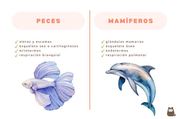 Peces mamíferos, ¿existen realmente? - Diferencias entre peces y mamíferos