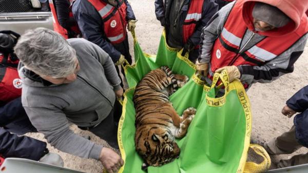 Despliegan un operativo para trasladar 30 grandes felinos desde Argentina a santuarios de EE.UU. y Sudáfrica tras años de cautiverio - Los felinos serán trasladados a santuarios de Sudáfrica y Estados Unidos bajo estrictos controles veterinarios