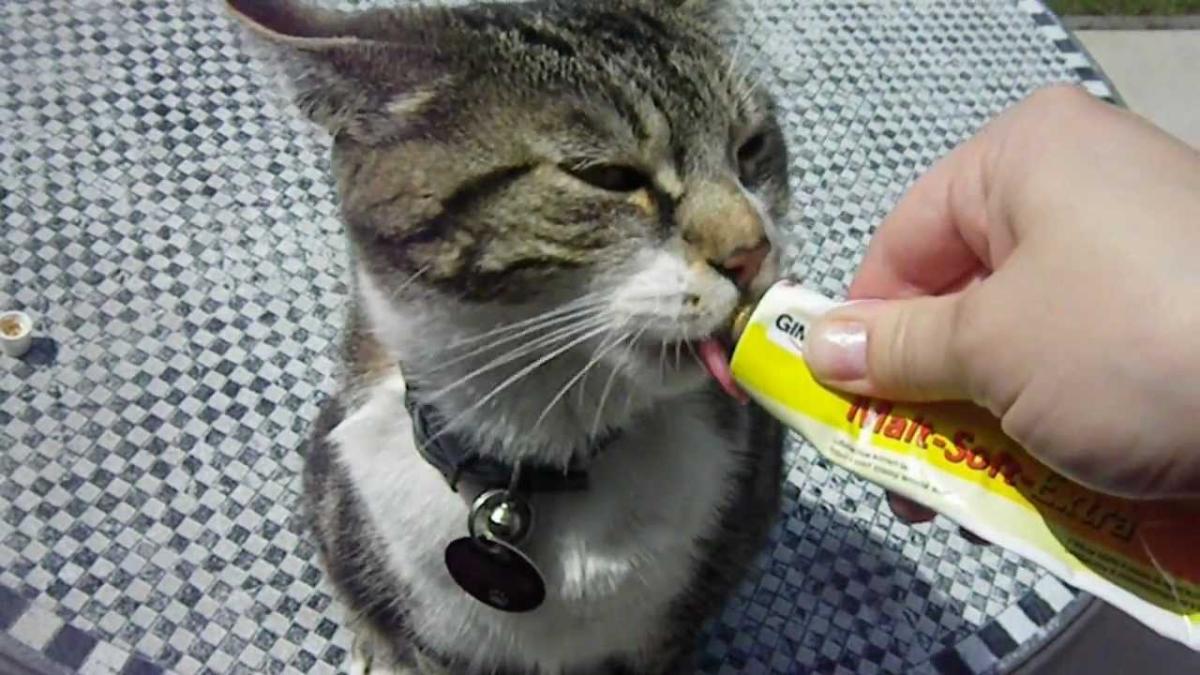 Malta para gatos - Distintos usos y cada cuánto ofrecerla