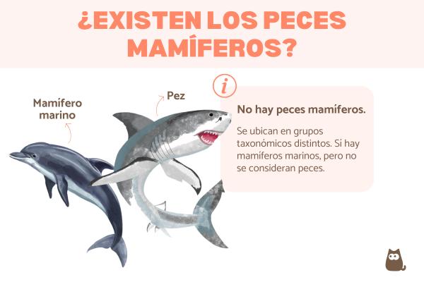 Peces mamíferos, ¿existen realmente?
