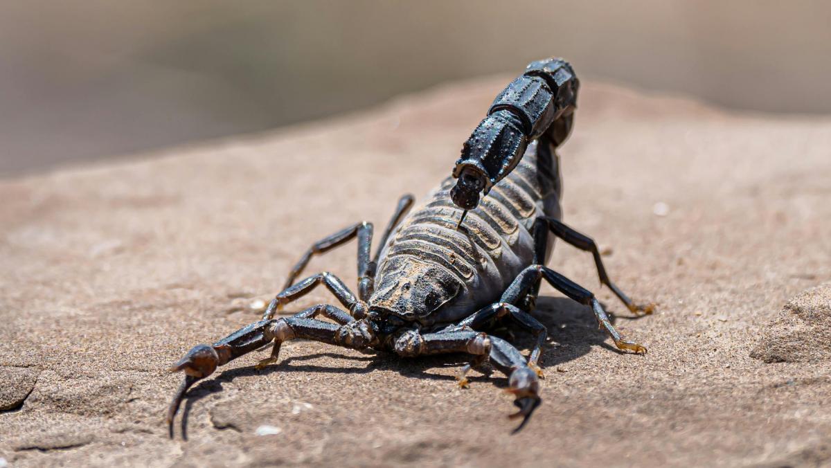¿Cómo saber si un alacrán o escorpión es venenoso?