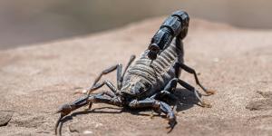 ¿Cómo saber si un alacrán o escorpión es venenoso?