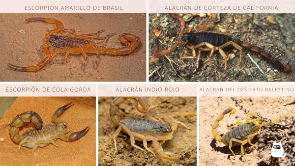 ¿Cómo saber si un alacrán o escorpión es venenoso? - Especies de alacranes más peligrosas