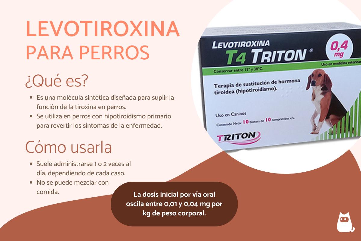 Levotiroxina para perros - Dosis y efectos secundarios