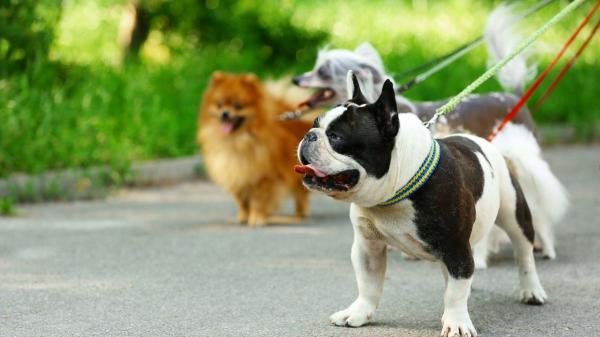 El lazo amarillo en la correa de un perro no es decorativo: es una señal de advertencia - Así debes actuar si ves un perro con un lazo amarillo