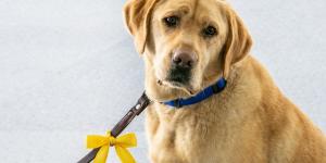 El lazo amarillo en la correa de un perro no es decorativo: es una señal de advertencia