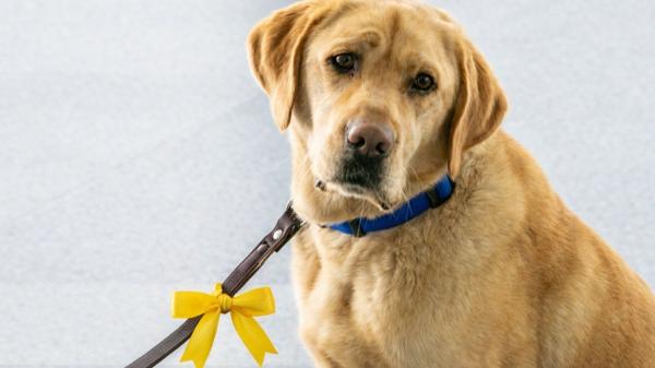 El lazo amarillo en la correa de un perro no es decorativo: es una señal de advertencia