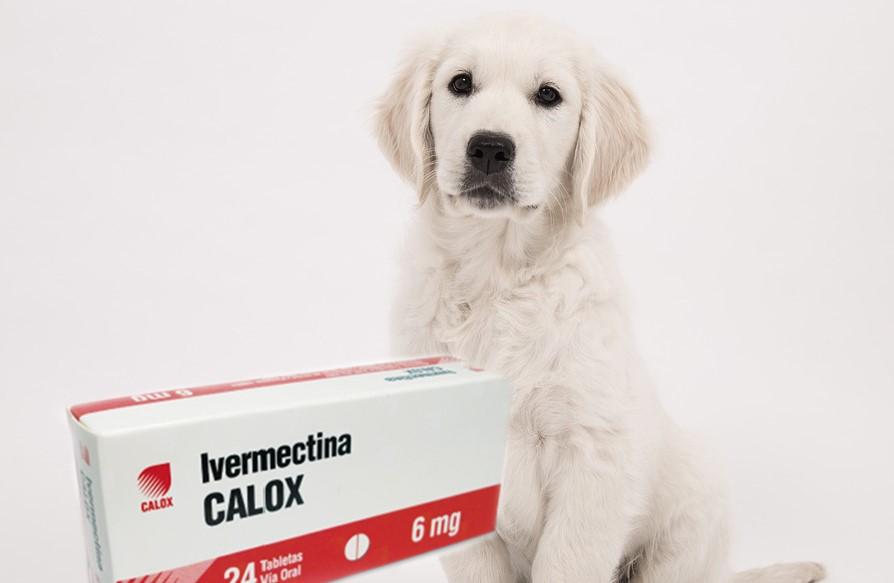 para que sirve la ivermectina en perros 9 ivermectina para perros dosis y usos 23863 orig