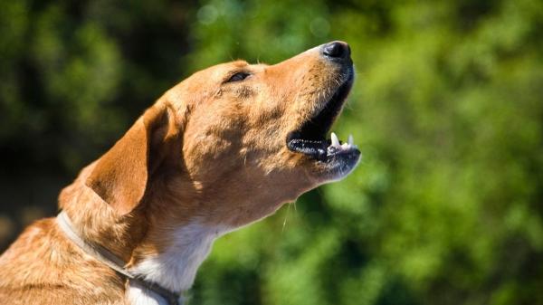 El lazo amarillo en la correa de un perro no es decorativo: es una señal de advertencia - Lo que sucede si ignoras la señal del lazo amarillo